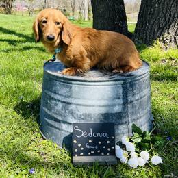 Sedona - Dachshund