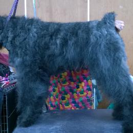 Jedi - Bouvier des Flandres