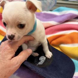 Billy - Cream and white male Chihuahua puppy in Amity, Pennsylvania from Rhoda and Verna