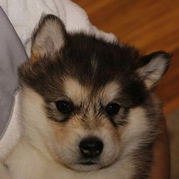 Alaskan Malamute Puppies from ArctiCircle Alaskan Malamutes