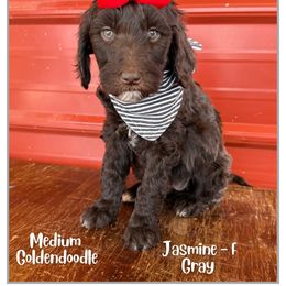 Jasmine - Chocolate female Goldendoodle puppy in Fort Lupton, Colorado from Puppy Paws Colorado