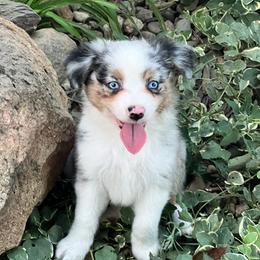 Toy Australian Shepherd Puppies from Kickapoo Creek Toy Aussies