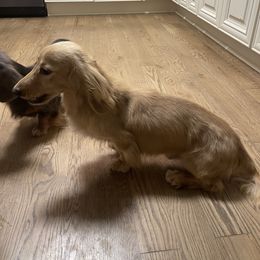 Cheerios - Dachshund