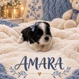 Amara - Black and white female Shih Tzu puppy in Montgomery, Texas from Furbourne Farm