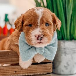 Bandera - Red  male Goldendoodle puppy in Iola, Texas from Supreme Doodles of Texas