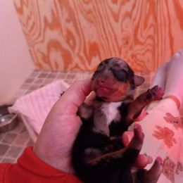 Dachshund Puppies from White River Valley Kennel