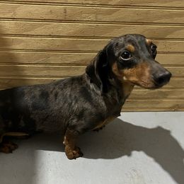 Ranger - Dachshund