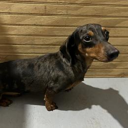 Ranger - Dachshund