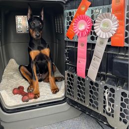 Doberman Pinscher Puppies from Vom Baecher Doberman