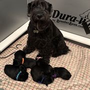 Standard Schnauzer puppies from Die Nassen Baerte