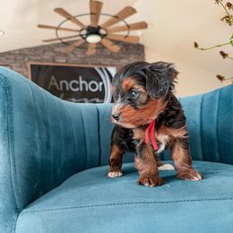 R E D - teddy bear - Tri-color male Yorkipoo puppy in Pleasant View, Utah from Anchor Dogs
