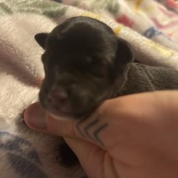 Boy 2 - Liver male Miniature Schnauzer puppy in Dunlap, Tennessee from Beards of Glory