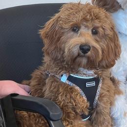 Cavapoo puppies from Montanas Mountain Bernedoodles