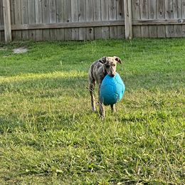 Poodle and Whippet All Grown Up from Charleston Reds Standard Poodles and Whippets
