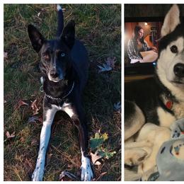 Companion Cross puppies from High Mountain Crosses