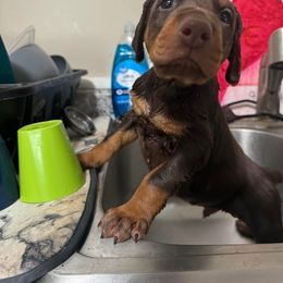 Doberman Pinscher Puppies from Aaliyah’s Dobies