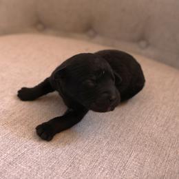 Piper - Black male Whoodle puppy in West Bend, Iowa from Blue Skies Terriers