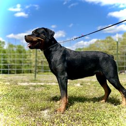 Kaija - Rottweiler