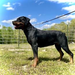 Kaija - Rottweiler