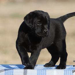 Fancy Girl 3 - Light Pink Collar - Black female Labrador Retriever puppy in Point, Texas from Lakylu Kennels