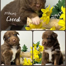 4 Creed - Red tri-color male Australian Shepherd puppy in Huntington, Texas from JKKJ Farms, LLC