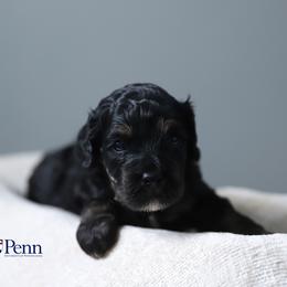 Penn - Black and tan male Cockapoo puppy in Canastota, New York from Silver City Cockapoos