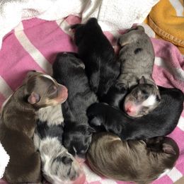 Miniature Australian Shepherd Puppies from Ace’s Mini Aussies