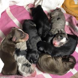 Miniature Australian Shepherd Puppies from Ace’s Mini Aussies