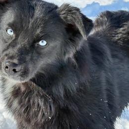 Icon - Miniature Australian Shepherd
