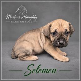 Solomon - Fawn male Cane Corso puppy in Elkhart, Indiana from Martins Almighty Cane Corsos