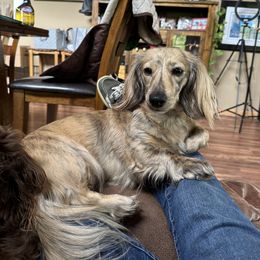 Dachshund Puppies from JAM Doxies