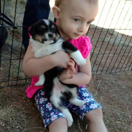 Miniature Australian Shepherd and Toy Australian Shepherd Puppies from Halfpint Aussies