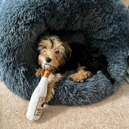 Assorted Doodle Crosses, Double Doodle, Maltipoo, Morkie, and Yorkipoo Puppies from Danza Bolo