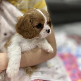 Cavalier King Charles Spaniel Puppies from Hill country cavaliers