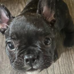 Becky - White and brindle French Bulldog puppy in Philadelphia, Pennsylvania from Kiki Leigh Frenchies