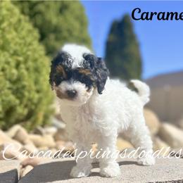 Caramel - Tri-color female Cavapoo puppy in Utah County, Utah from Cascade Springs Doodles