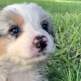 Girl 4 - Australian Shepherd puppy in Brooksville, Florida from Scattered Oaks Ranch