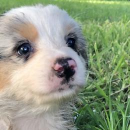 Girl 4 - Australian Shepherd puppy in Brooksville, Florida from Scattered Oaks Ranch