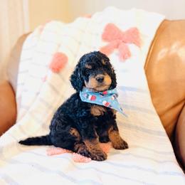 Caspian - Petite - Phantom male Goldendoodle puppy in Elizabethtown, Kentucky from Reddy Poodles & Doodles