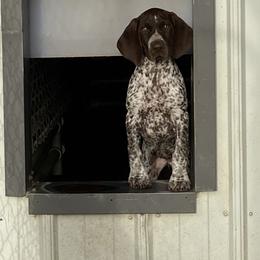 German Shorthaired Pointer Puppies from Hardwood Kennels