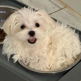 Tiger boy 3 (purple) - White and buff male Bichon Frise puppy in Lavon, Texas from Sissy’s Heavenly Paws