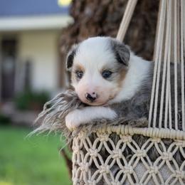 Kersey - Blue merle female Australian Shepherd puppy in Harmony, North Carolina from Fox Aussies