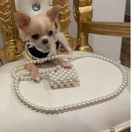 EXTRA Tiny - Joy, 4,700 - Gold and white female Chihuahua puppy in Burleson, Texas from Tiny Diiamond Chihuahua