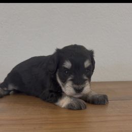 Girl 1 - Black and silver female Miniature Schnauzer puppy in Seagoville, Texas from JC miniature schnauzers