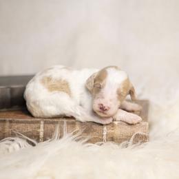 Orange Collar - Parti female Goldendoodle puppy in Seffner, Florida from Gold Diamond Pup