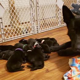German Shepherd Puppies from Dwarven Acres