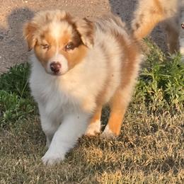 Toast (Black) - Red merle male Australian Shepherd puppy in Vona, Colorado from Dyna Aussies