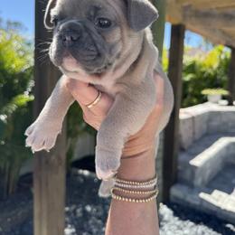 French Bulldog Puppies from Shoreline Bulldogs