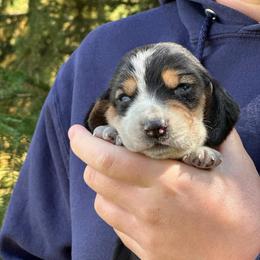 Male 4 - Black brown and white male Basset Hound puppy in Lindley, New York from Hill Top Basset Hounds & Cane Corso