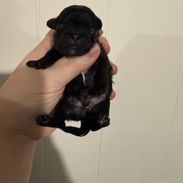 Boy 1 - Black male Pekingese puppy in Clinton, Tennessee from Gracelands Pekingese